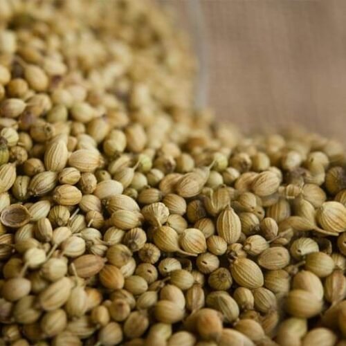 Coriander